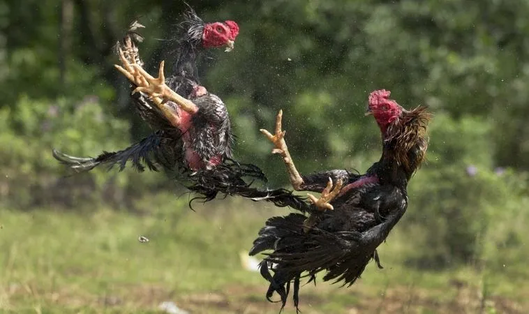 Đá Gà GA28 tại K9WIN