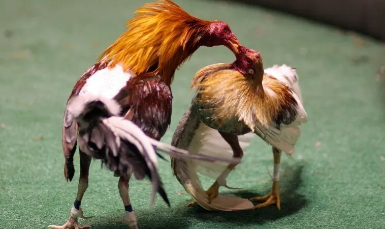 Sảnh đá gà WS168 tại K9WIN quy tụ nhiều trận đấu hấp dẫn