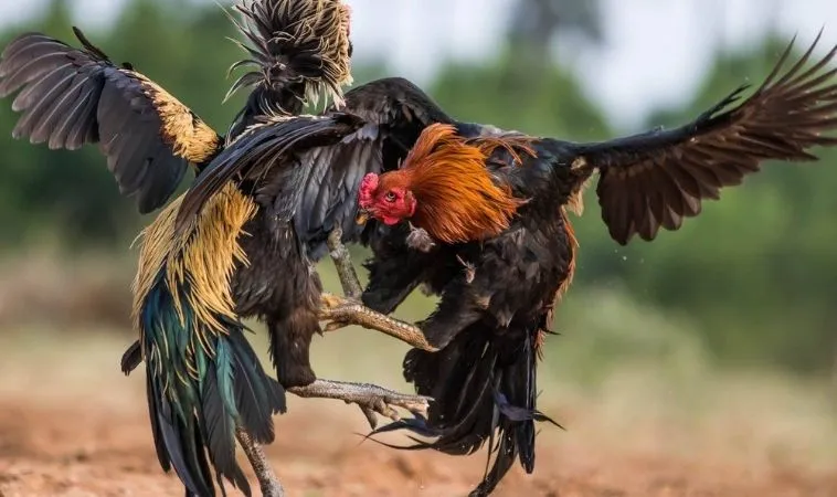 Trận đấu cá cược Đá Gà GA28 hấp dẫn tại K9WIN