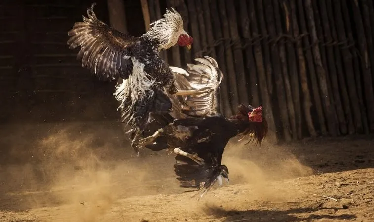 Sảnh đá gà Sabong tại K9WIN quy tụ nhiều chiến kê dũng mãnh